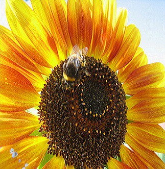 Bio slunečnicový olej